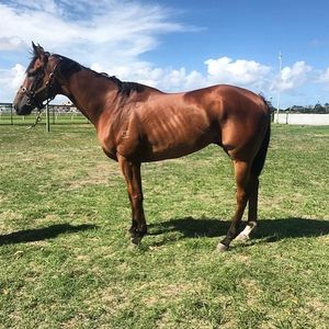 Image post by @australianturfclub on Instagram