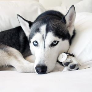 Image post by @evolvepetfood on Instagram