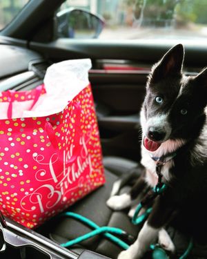 Image post by @tux_the_blue_pomsky on Instagram