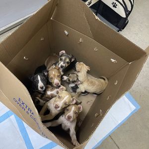 Image post by @spokhumanesoc on Instagram