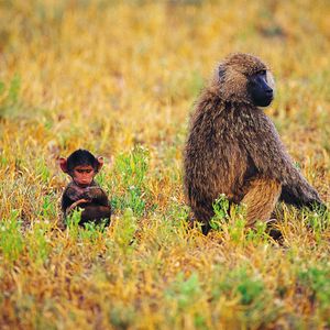 Image post by @discovery on Instagram