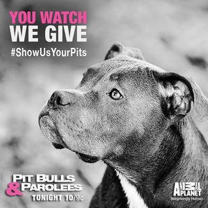 Image post by @animalplanet on Instagram