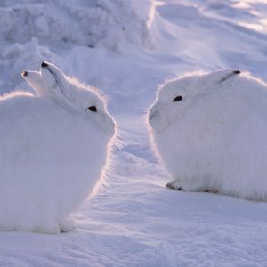 Image post by @animalplanet on Instagram