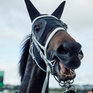 Image post by @australianturfclub on Instagram