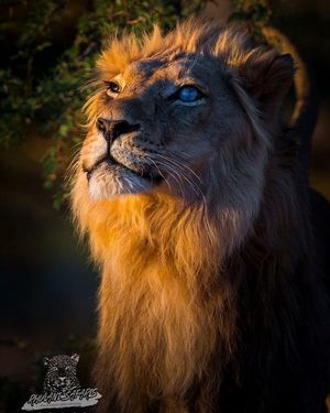 Image post by @lions on Instagram