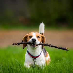 Image post by @evolvepetfood on Instagram
