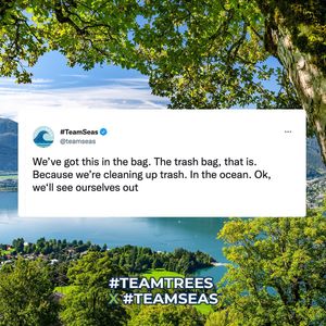 Image post by @teamtrees on Instagram