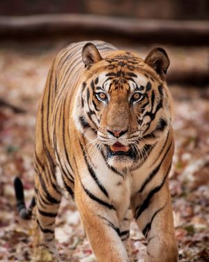 Image post by @discovery on Instagram