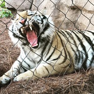 Image post by @lsubeachvb on Instagram