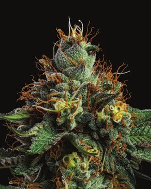 Image post by @hightimesmagazine on Instagram