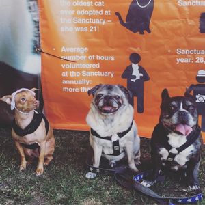 Image post by @animalplanet on Instagram
