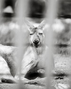 Image post by @joeydavisson on Instagram