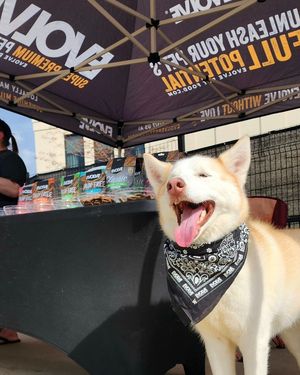 Image post by @evolvepetfood on Instagram