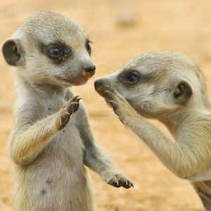 Image post by @animalplanet on Instagram