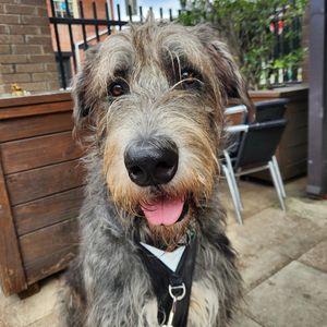 Image post by @thesavannahwolfhound on Instagram