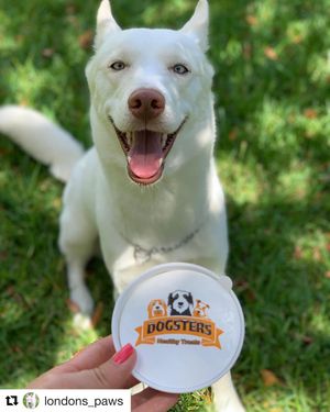 Image post by @dogstersicecream on Instagram