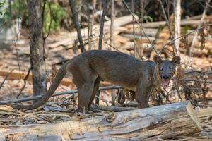 Image post by @animalplanet on Instagram