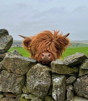 Image post by @VisitScotland on Twitter