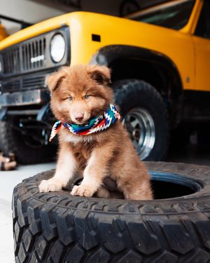 Image post by @firestonetires on Instagram