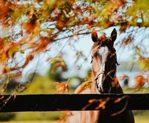 Image post by @spendthriftfarm on Instagram