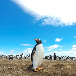 Image post by @animalplanet on Instagram