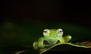 Image post by @AnimalPlanet on Twitter