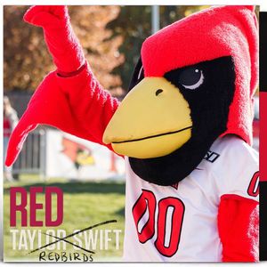 Image post by @isuredbirds on Instagram