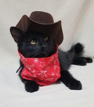 Image post by @DiamondPetFood on Twitter