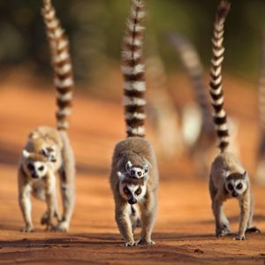 Image post by @animalplanet on Instagram