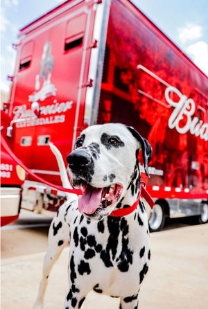 Image post by @HomeOfBud on Facebook
