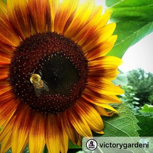 Image post by @kidsgardening on Instagram