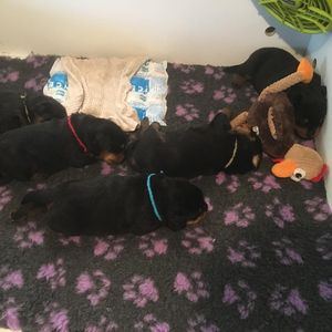 Image post by @bestforpetsmelb on Instagram