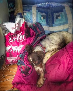 Image post by @triumphpetfood on Instagram