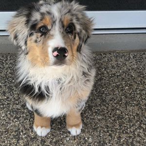 Image post by @bestforpetsmelb on Instagram