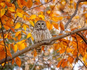 Image post by @AnimalPlanet on Twitter