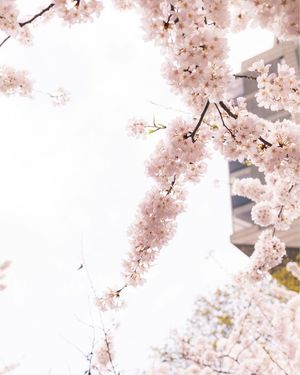 Image post by @Shot_byben on Facebook