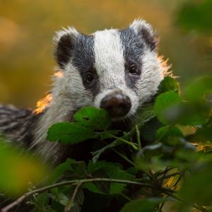 Image post by @animalplanet on Instagram