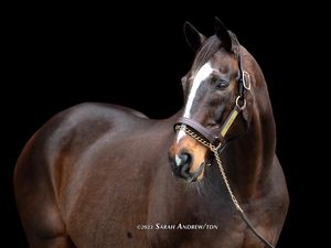 Image post by @thoroughbred_daily_news on Instagram