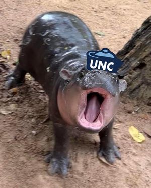 Image post by @goheels on Instagram