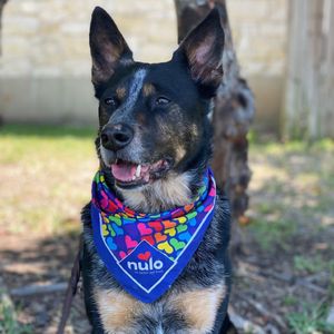 Image post by @nulopetfood on Instagram