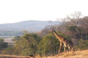 Image post by @chiawasafaris on Instagram