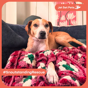Image post by @jetsetpets on Instagram