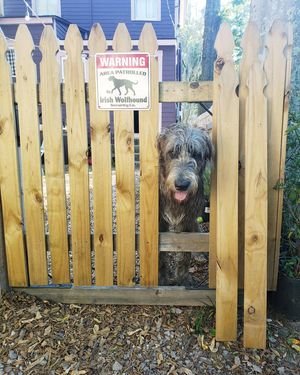 Image post by @thesavannahwolfhound on Instagram