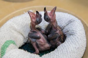 Image post by @animalplanet on Instagram