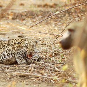 Image post by @chiawasafaris on Instagram