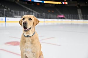 Image post by @GoldenKnights on Twitter