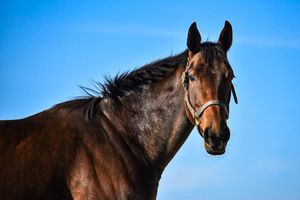 Image post by @myracehorse_ on Instagram