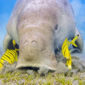 Image post by @animalplanet on Instagram