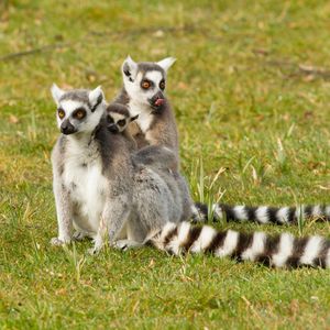 Image post by @animalplanet on Instagram