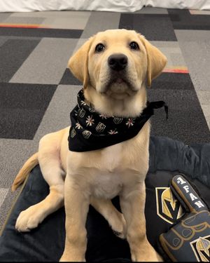 Image post by @vgkpup on Instagram